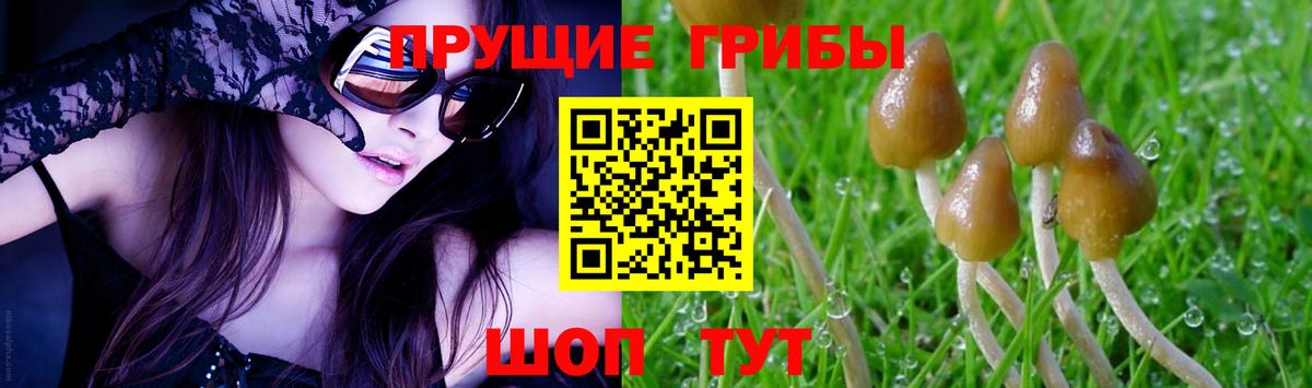 Псилоцибиновые грибы Psilocybe  Вход с VPN  Псилоцибиновые грибы MAGIC MUSHROOMS  закладка  Волгодонск 